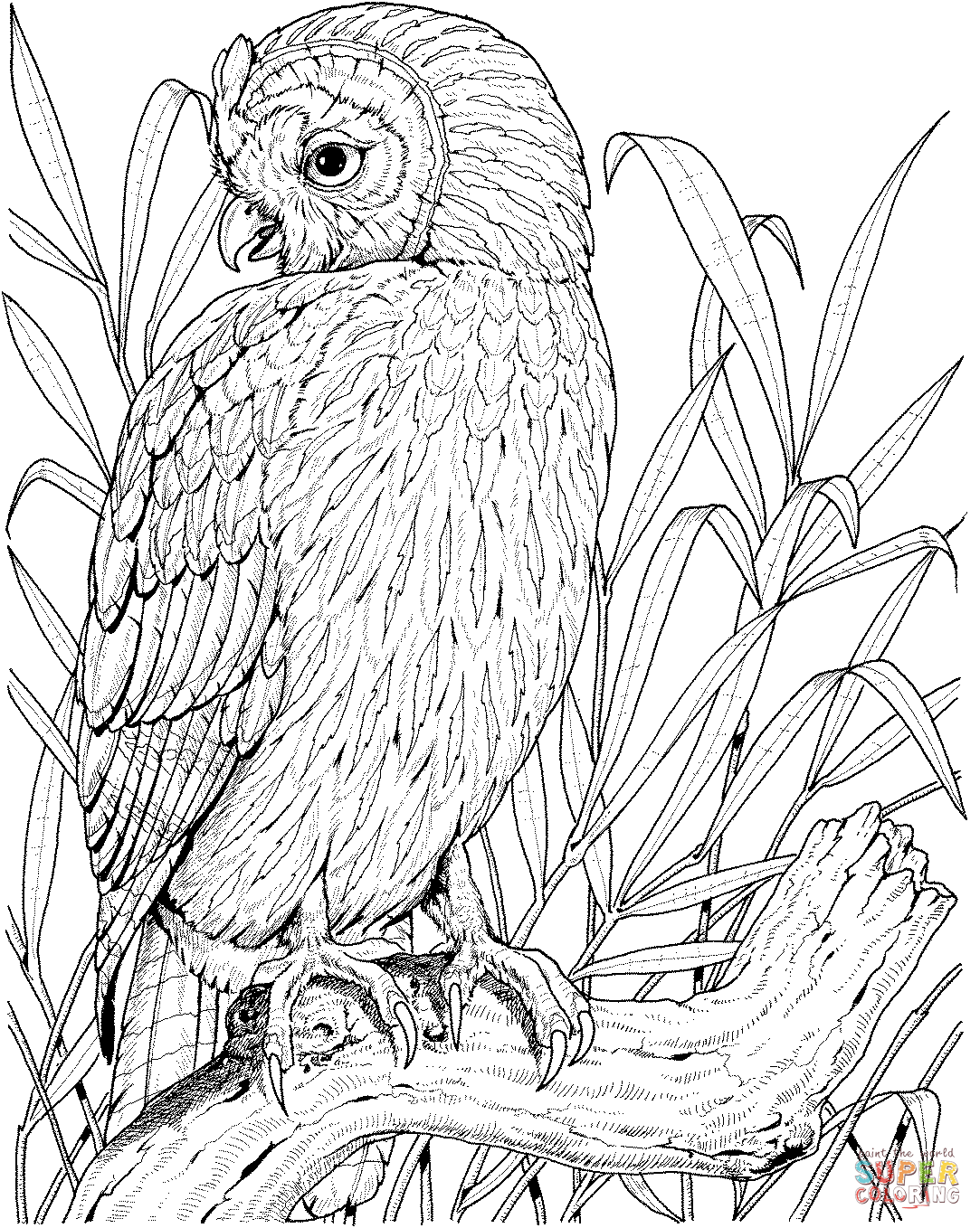 1083x1358 Perched Owl Coloring Page Free Printable Coloring Pages