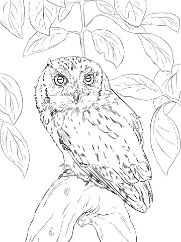 360x480 Eastern Screech Owl Coloring Page Free Printable Coloring Pages