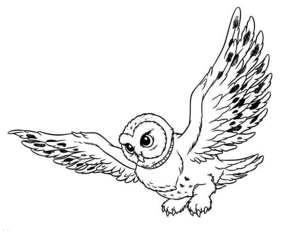 1024x779 Flying Owl Drawing Clipart Panda