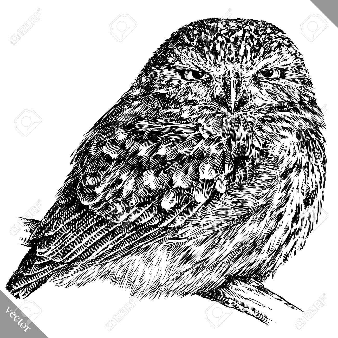 1300x1300 Black And White Engrave Isolated Owl Vector Art Royalty Free