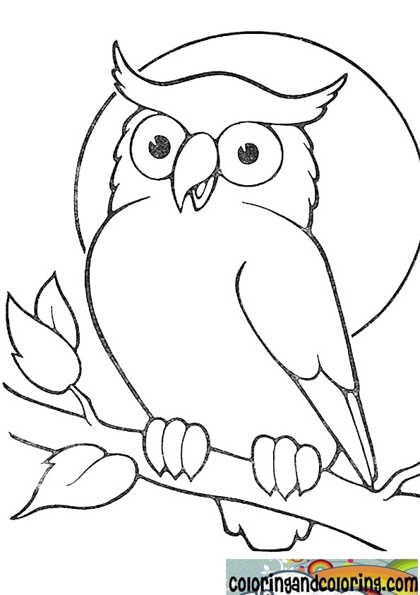 Owl Drawing Cartoon