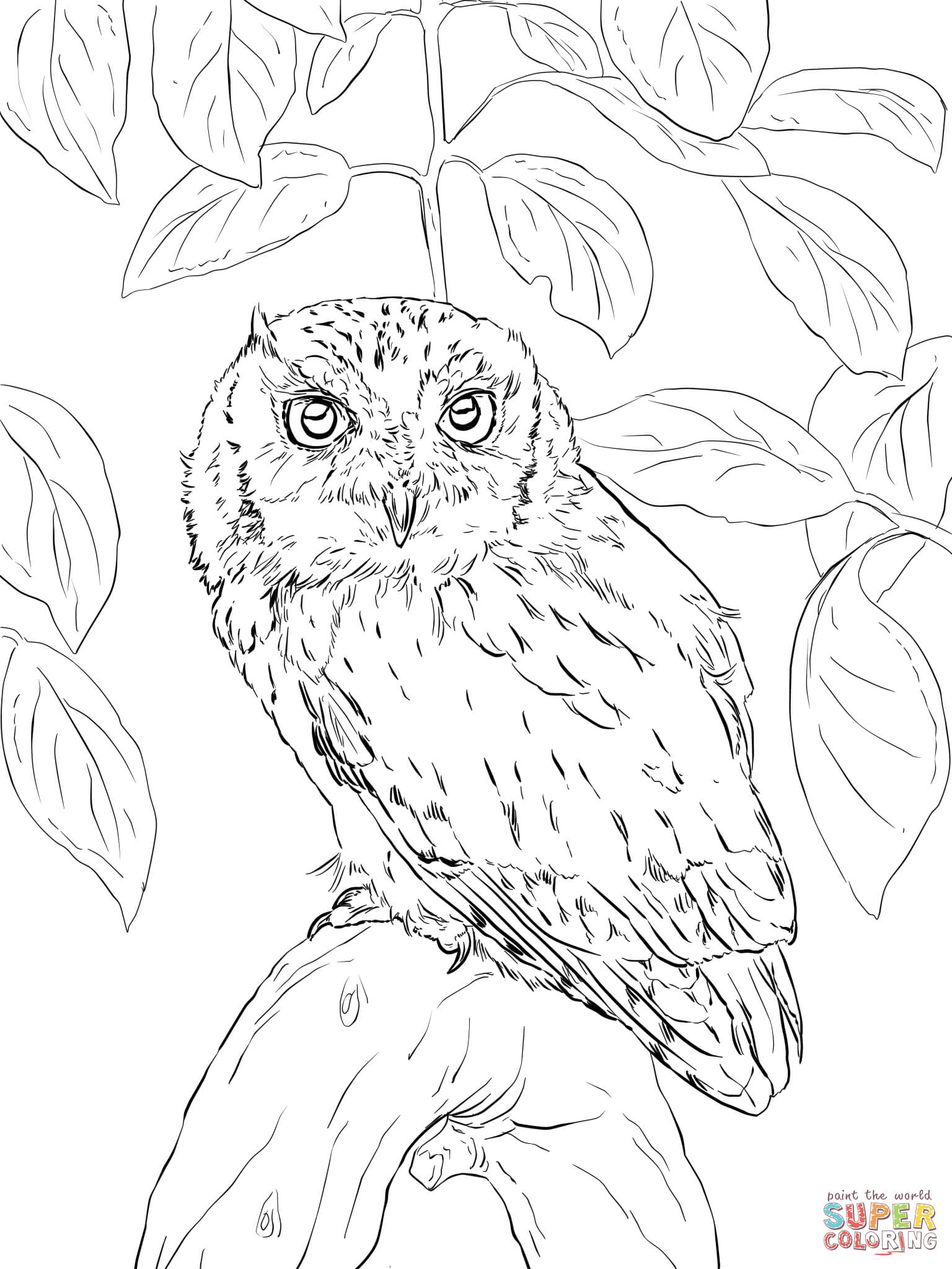 1536x2048 Eastern Screech Owl Coloring Page Free Printable Coloring Pages