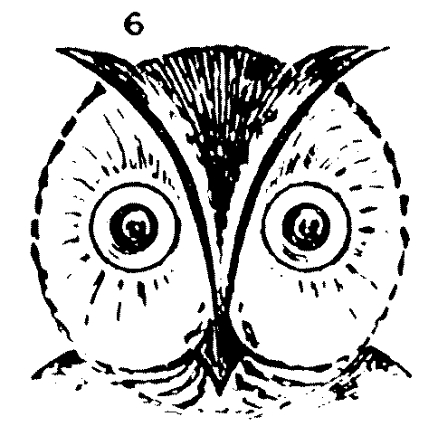 484x492 Drawing An Owl Step By Step