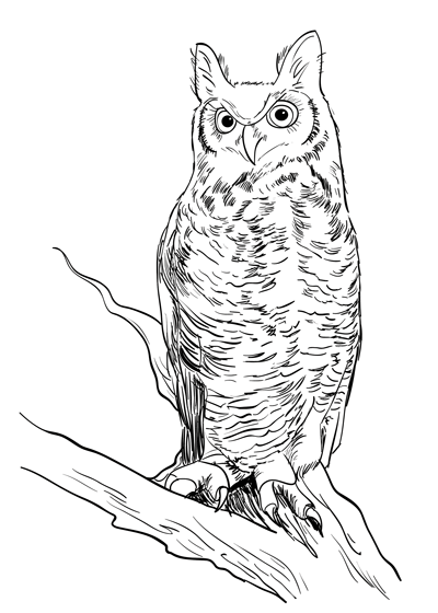 400x560 How To Draw A Realistic Owl Sketchbook Challenge 48