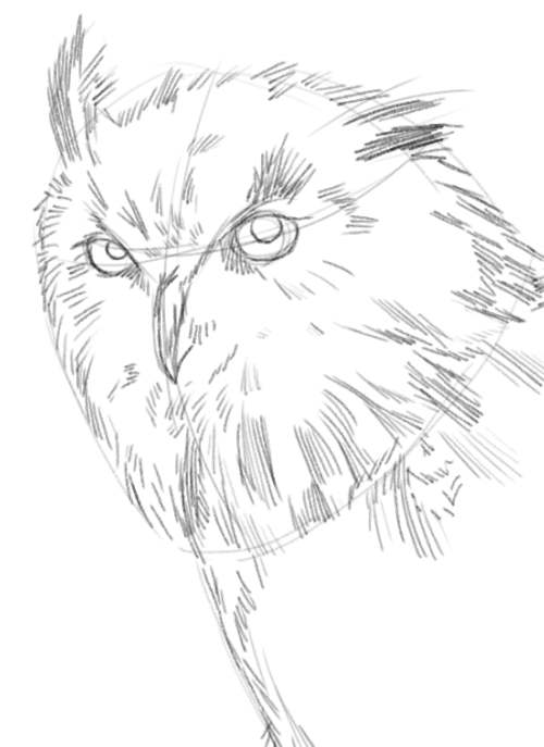500x687 Owl Drawings