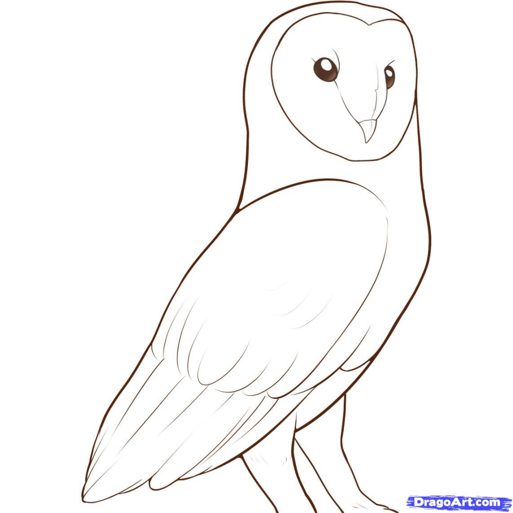 1024x1024 Simple Owl Drawing