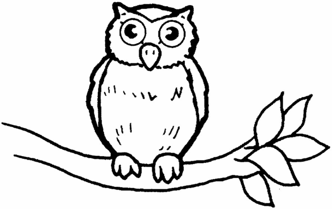 1069x672 Owl Drawings For Kids 387557