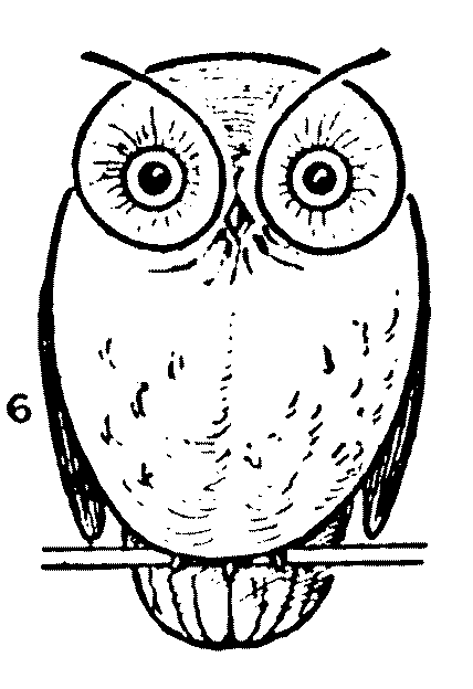 428x624 Drawing An Owl Step By Step
