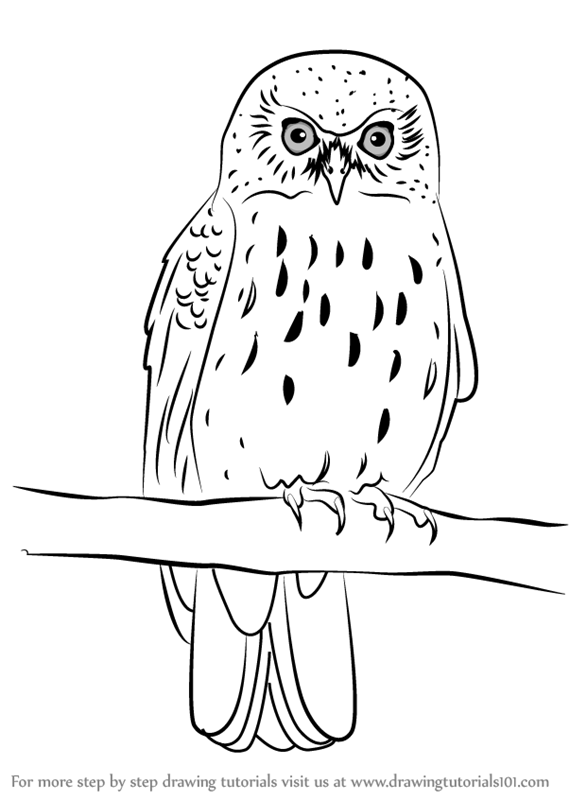569x800 Learn How To Draw A Morepork (Owls) Step By Step Drawing Tutorials