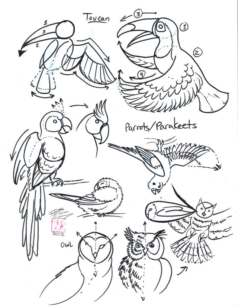 788x1013 Draw Toucan, Parrot And Owl By Diana Huang