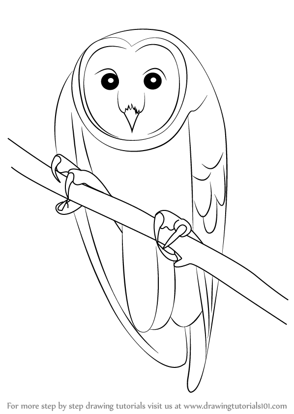 598x844 Learn How To Draw An Australian Masked Owl (Birds) Step By Step