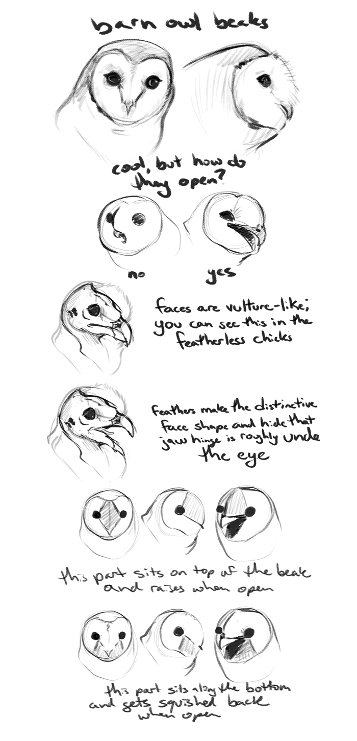 700x1451 Barn Owl Beak Guide By Housekeys