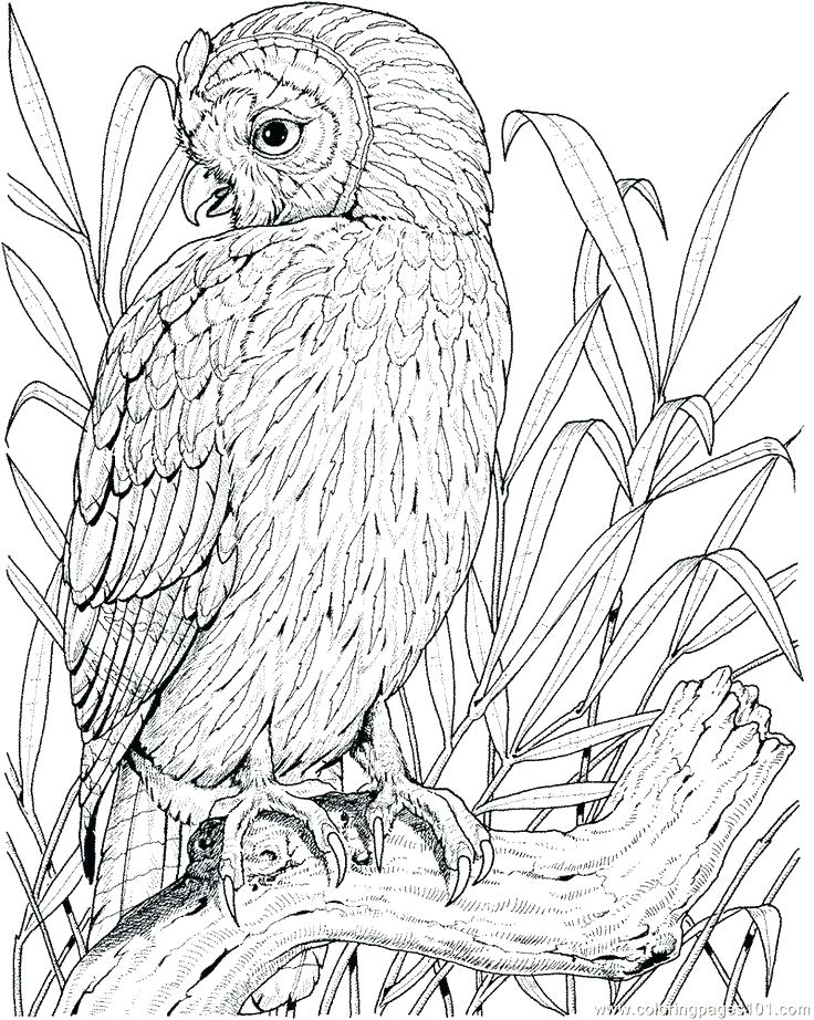 736x922 Picture Of Owl To Color Owl Eye Coloring Page Picture Owl Coloring