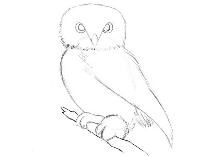 800x600 How To Draw An Owl With A Pencil Step By Step