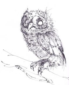 236x289 Sketchbook In Pencil, Ink, Watercolor And Paint! Natural World