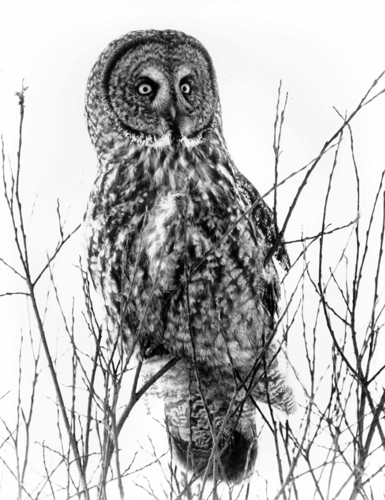 790x1024 Roy And Charlotte Lukes Owls From The Arctic