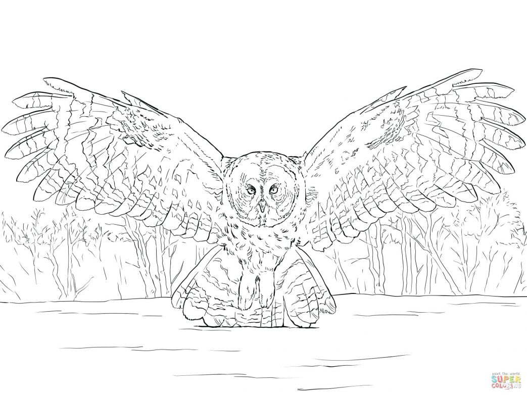 1043x782 Great Horned Owl For Kids Coloring Page Gray Barn Gallery Photos