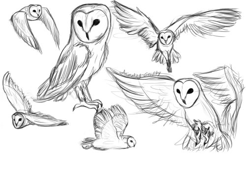 500x348 Barn Owl Drawing Tumblr