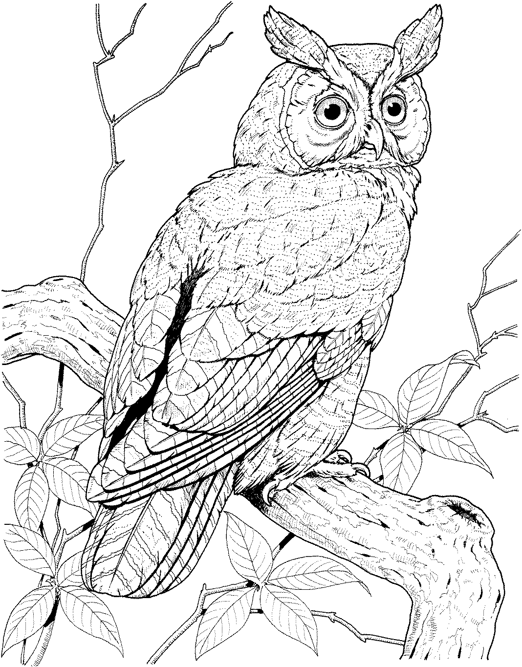 1068x1365 Free Owl Coloring Pages