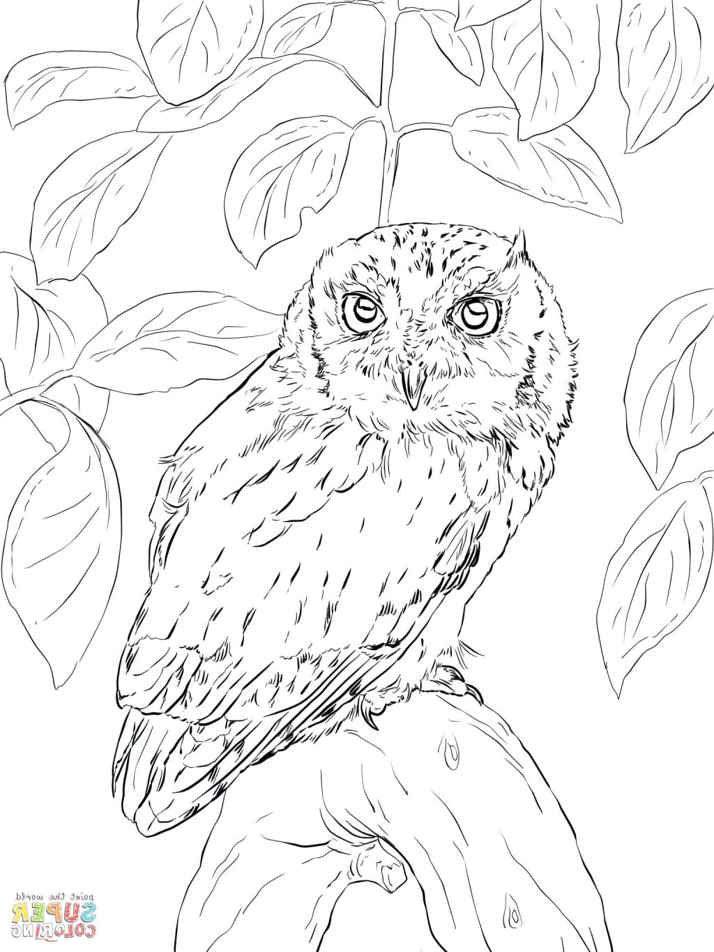 1024x1365 Coloring Pages ~ Coloring Pages Of Owls Owl In A Tree Page On