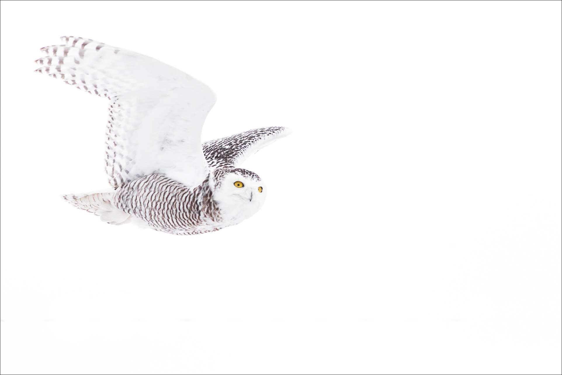 1924x1284 Flight Christopher Martin Photography Page 3