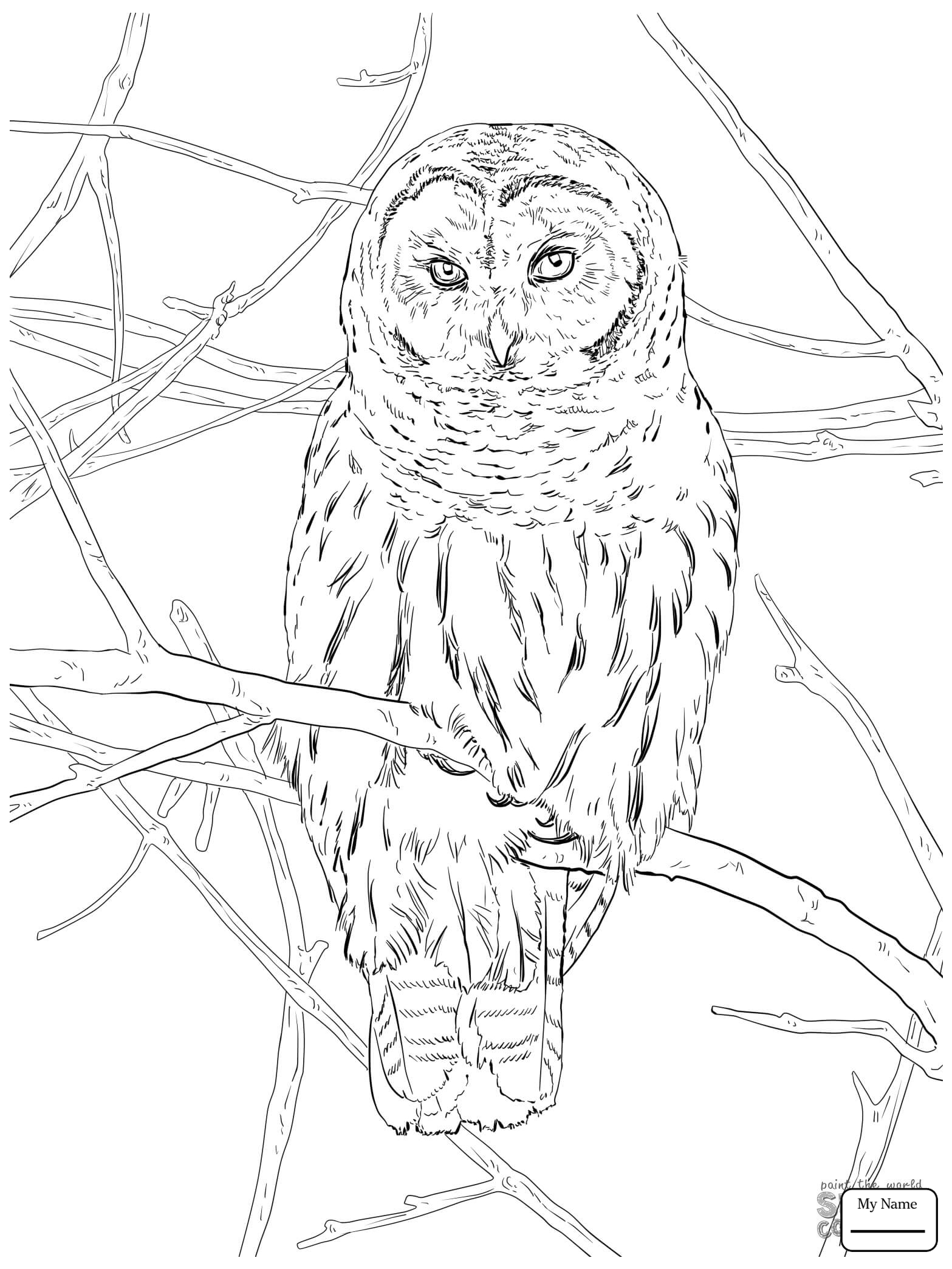 Owl In Flight Drawing at GetDrawings | Free download