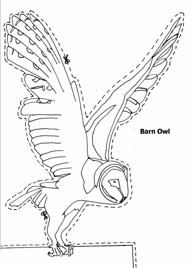 Owl In Flight Drawing at GetDrawings | Free download