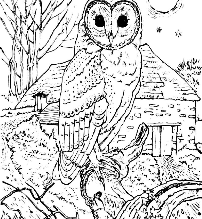 796x864 Barn Owl Coloring Pages In All You Free Animals Colouring Sheets