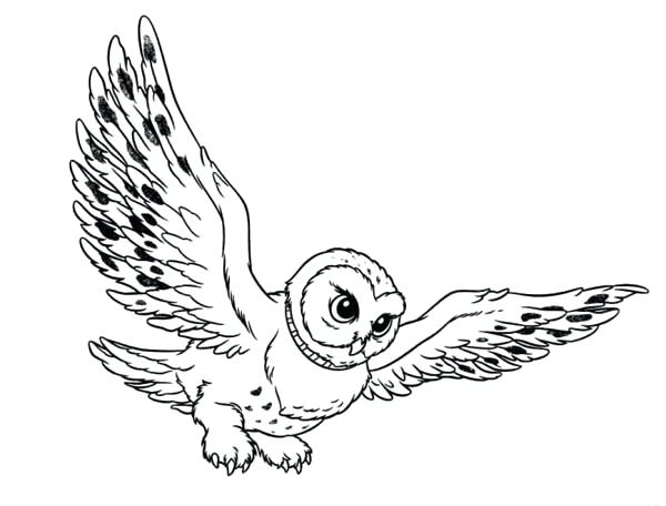 600x456 Barn Owl Coloring Page