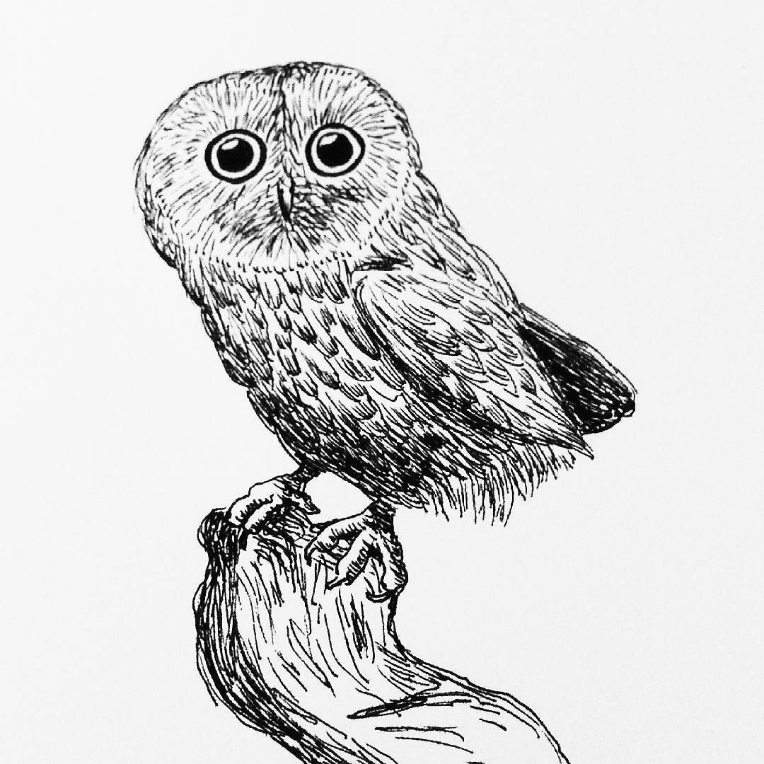 1080x1080 A Little Owl For My Daily Drawing
