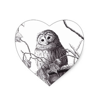 324x324 Barn Owl Drawings Stickers Zazzle