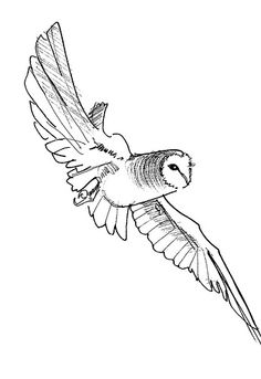 236x343 Drawing By Elina Holley Peacocks, Drawing Sketches And Sketches