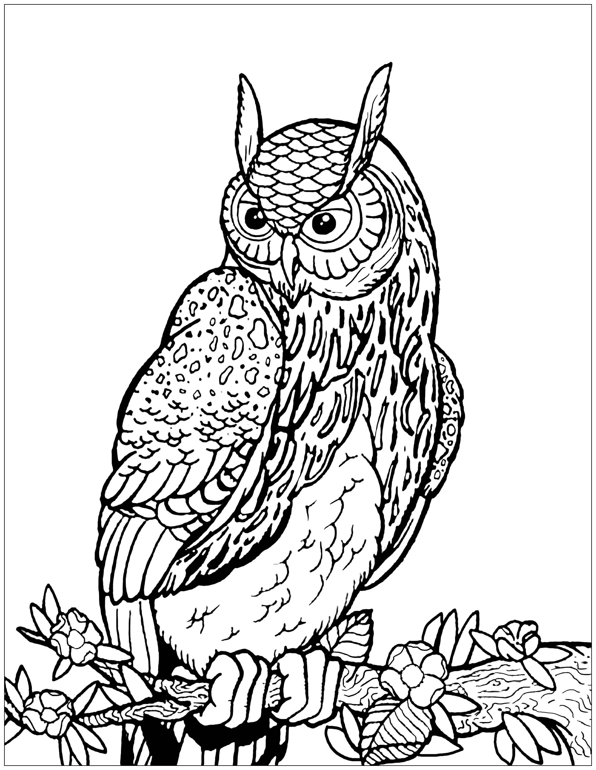 2028x2621 Owl On Tree Branch Owls