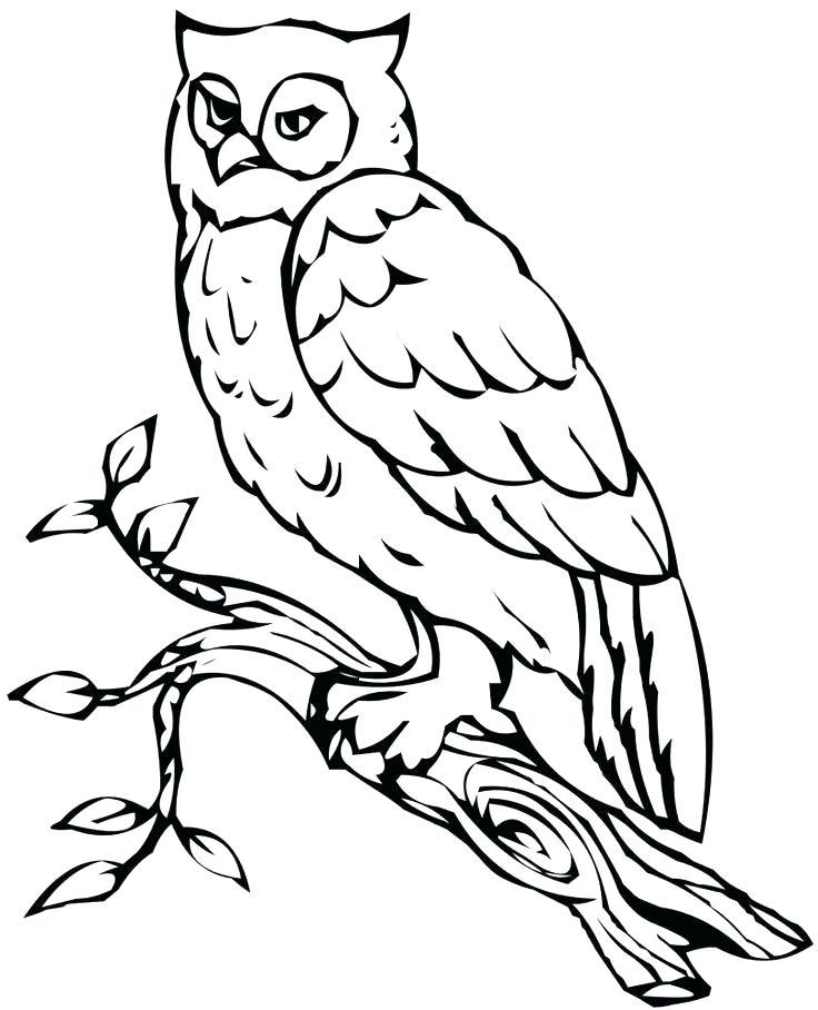 736x908 Free Coloring Pages Of Owls Coloring Sheets Of Owls Printable Free