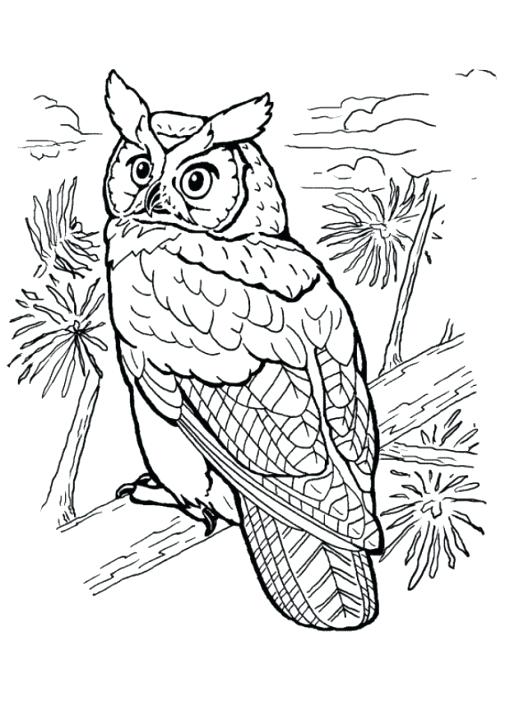 510x720 Barn Owl Coloring Page Barn Owl Colouring Sheets Omnitutor.co