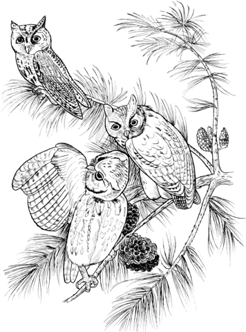 356x480 Perched Screech Owls Coloring Page Free Printable Coloring Pages