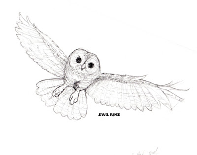 400x314 Jewel Renee Illustration Northern Spotted Owl Pencil Drawing