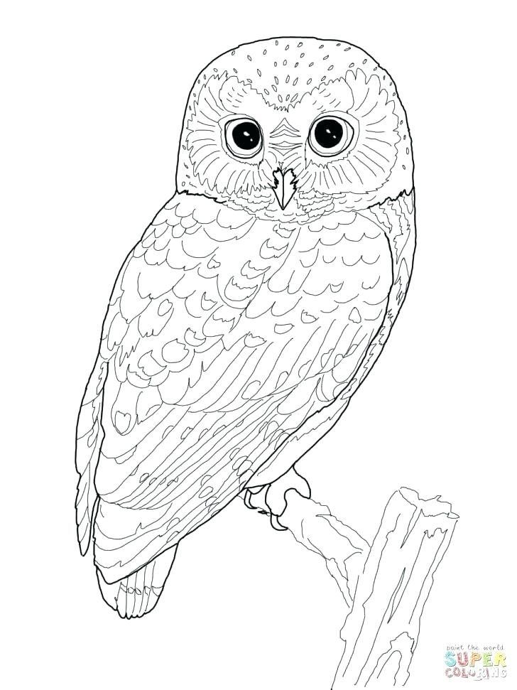 728x971 Printable Pictures Of Cartoon Owls Owl Pencil And In Color Best