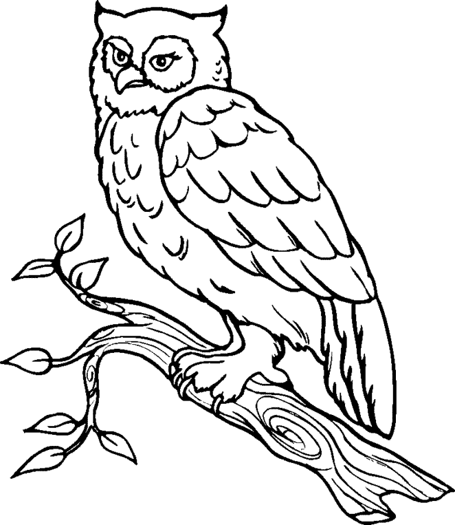 662x763 Sketch Clipart Owl