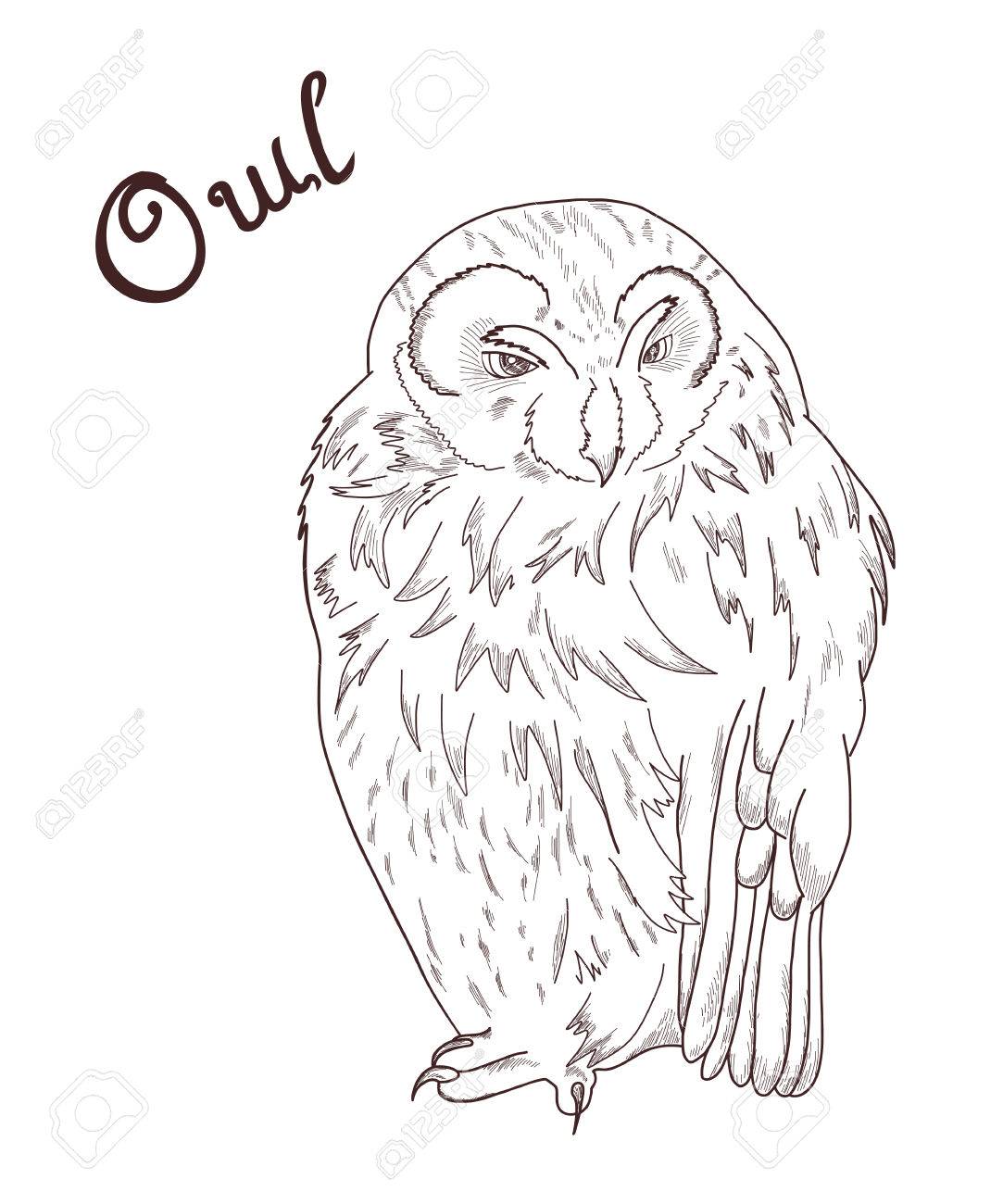 1083x1300 Vector Hand Drawn Pencil Outlines Illustration Of Owl. Royalty