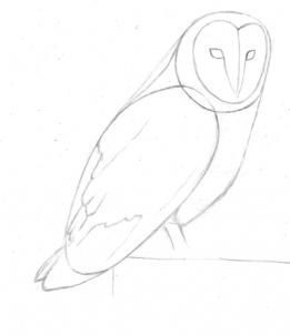 261x302 How To Draw A Barn Owl Step 3 How To Draw Barn