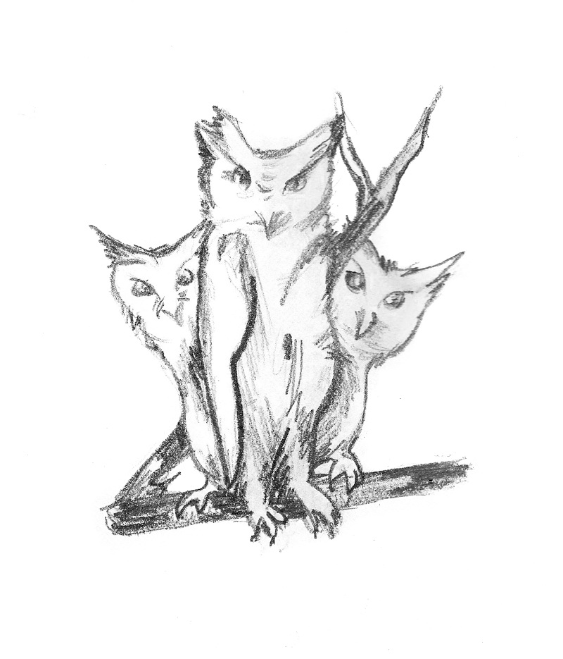 800x935 Animal Sketches
