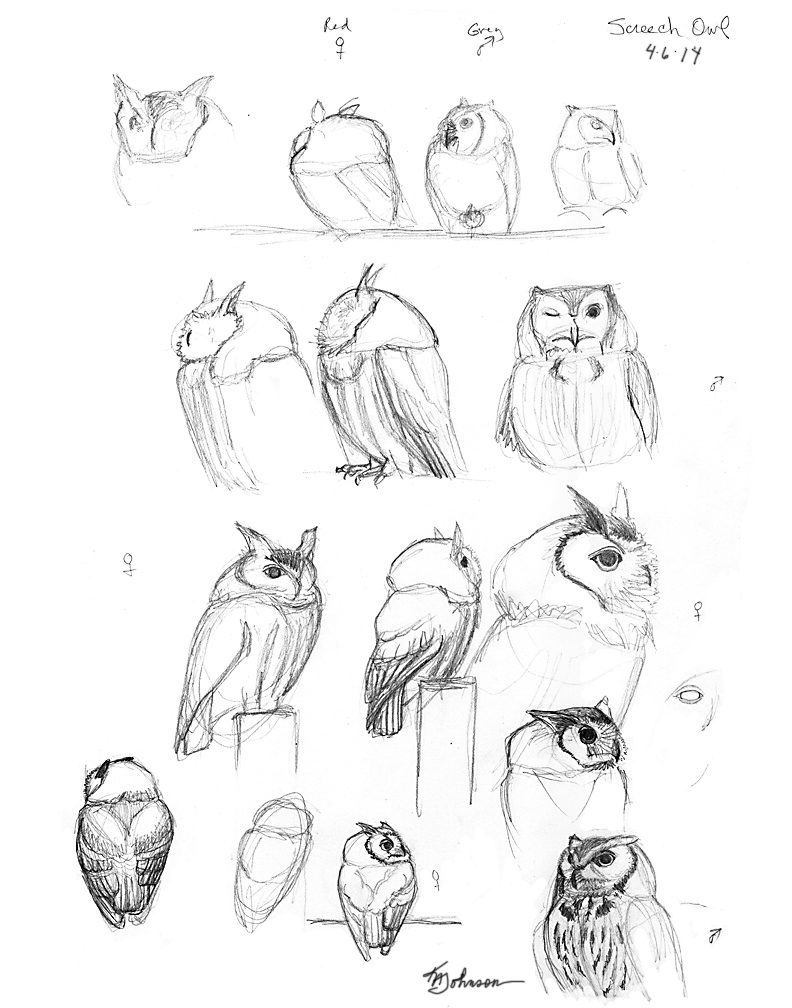 792x1008 How To Draw An Owl, Screech Owl Drawing Sketchbook By Nature