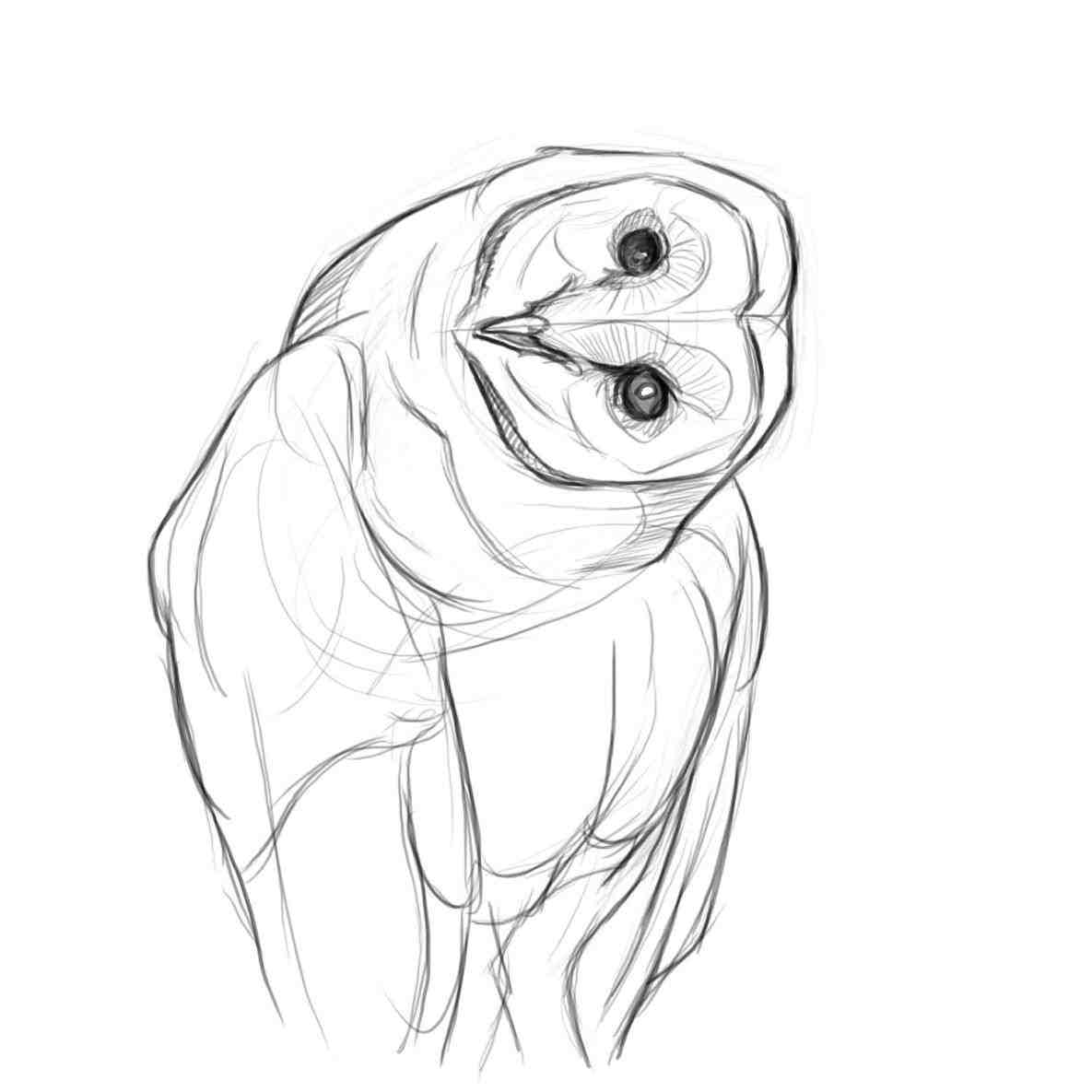 1185x1185 Owl Drawings