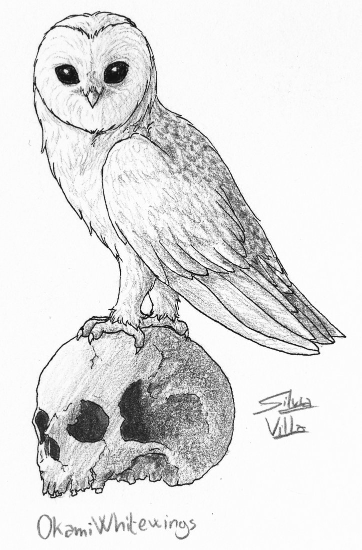 725x1101 Barn Owl With Skull By Okamiwhitewings