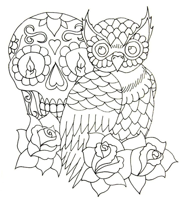 Owl Skeleton Drawing