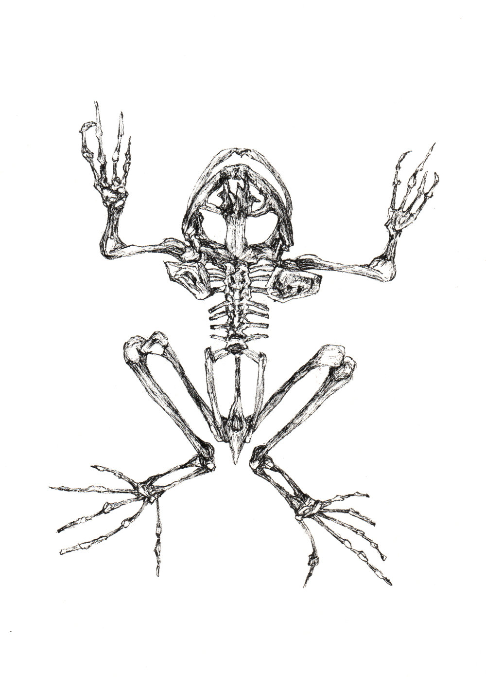 Owl Skeleton Drawing at GetDrawings | Free download