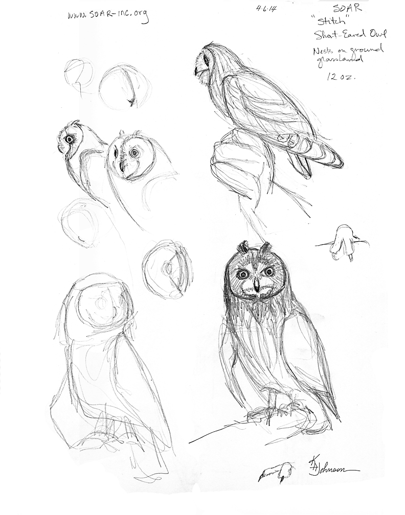 792x1008 Drawing Karen's Nature Art