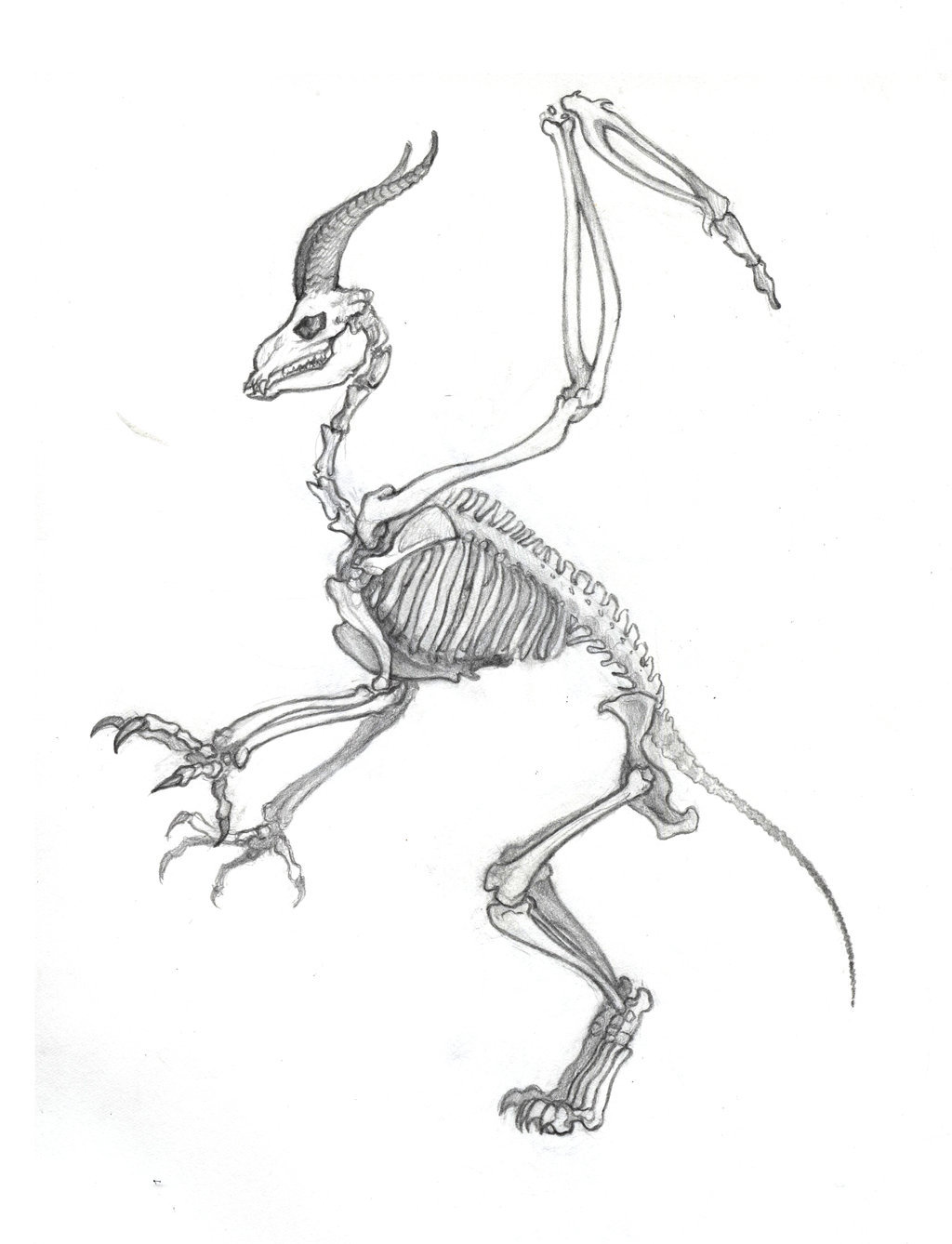 1024x1338 Gazelle Owl Skeleton By Seraphxviii