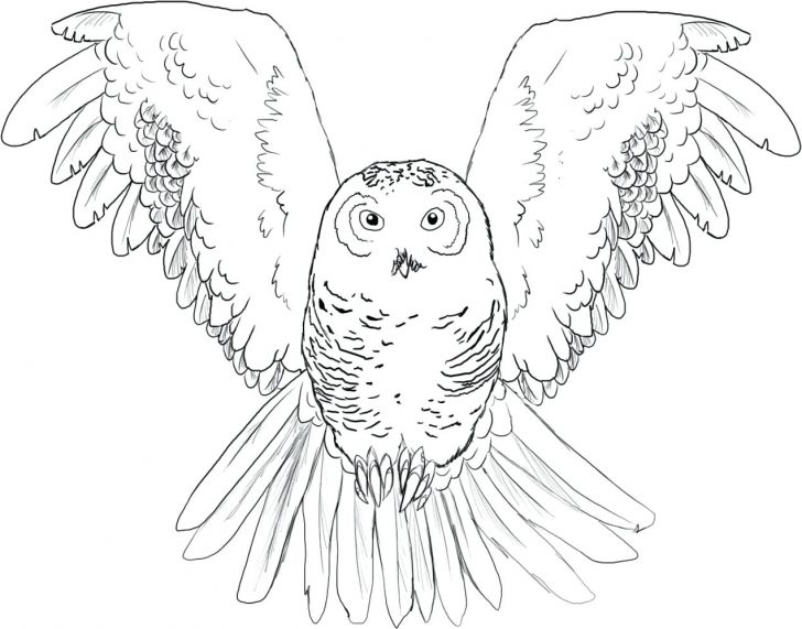 728x571 Great Horned Owl For Kids Coloring Page Gray Barn Gallery Photos